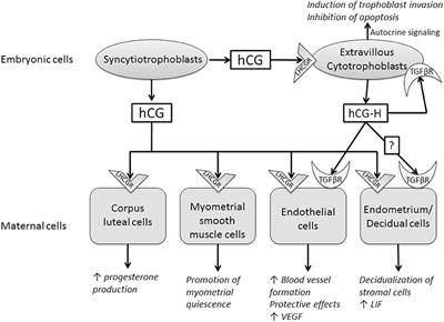 Human Chorionic Gonadotrophin: New Pleiotropic Functions for an “Old” Hormone During Pregnancy